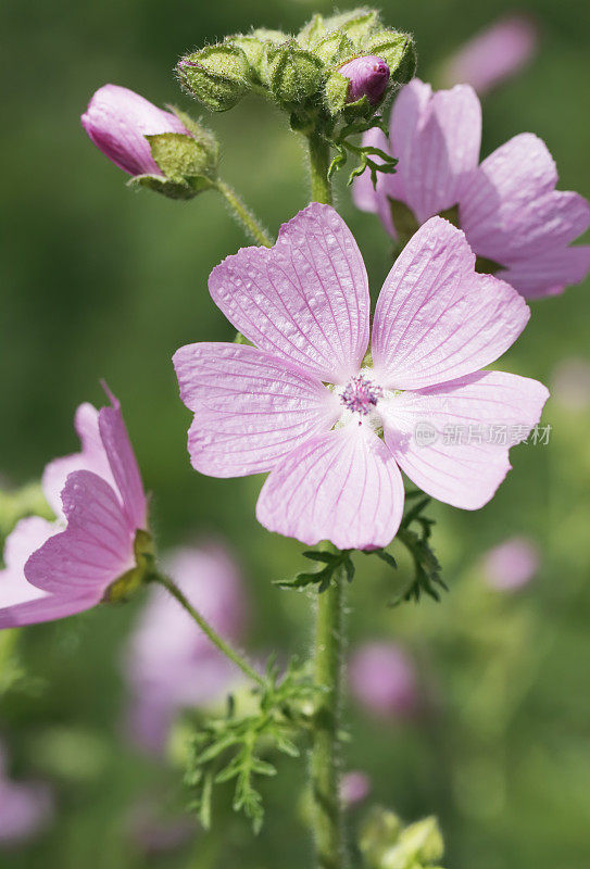 锦葵(Malva moschata)